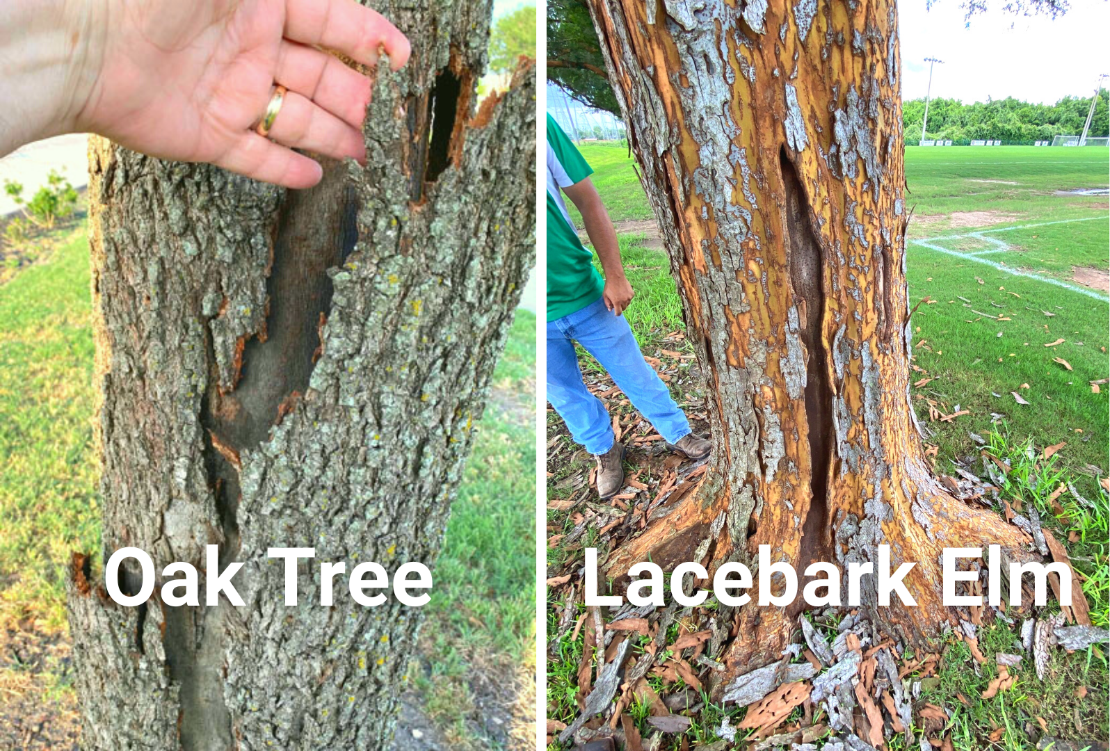 Tree Bark Comparison